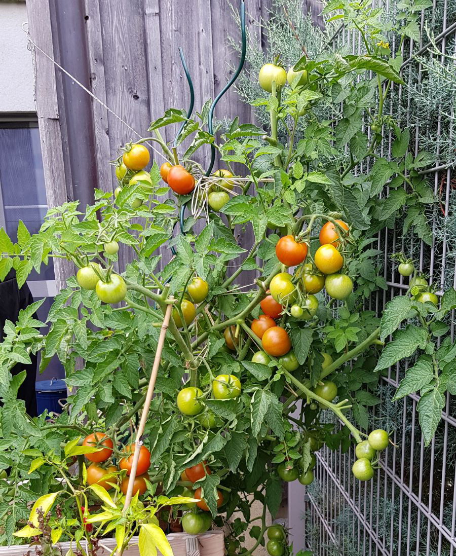 tomaten-august2017001.jpg